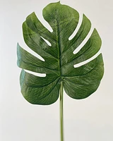 Monstera Leaf Stems