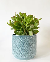 Peacock Plant Pots