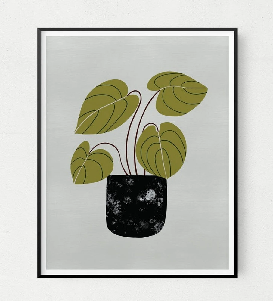 Peperomia Art Print