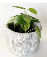 Alder Bark Plant Pot