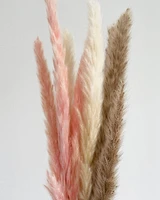 Natural Pink Pampas Grasses