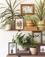 Juno Plant Pots