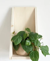 Petry Wall Shelf