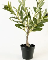 Table Top Olive Tree