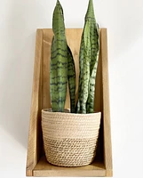 Natural Grass Lined Baskets