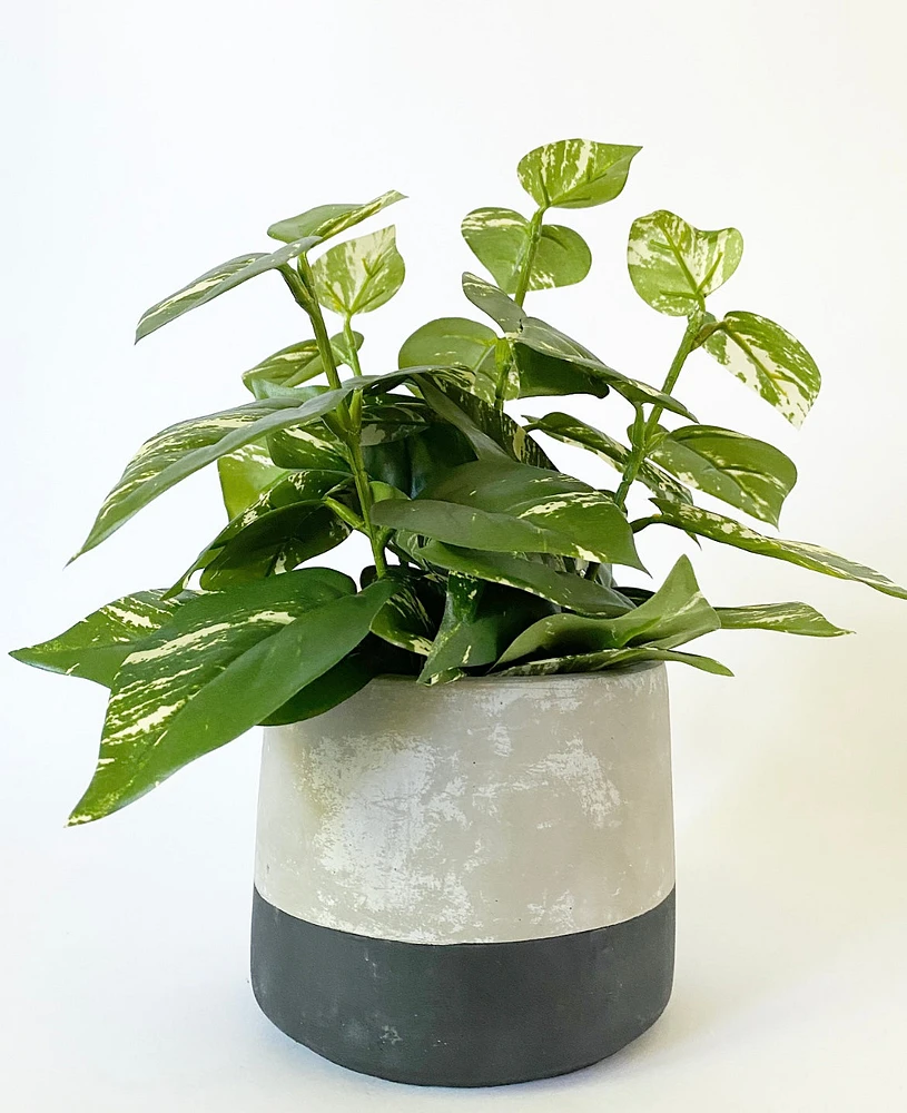 Toonie Plant Pot