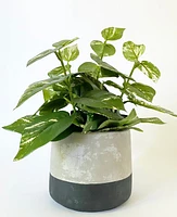 Toonie Plant Pot