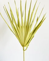 Wispy Dried Palm Leaf Stems -Green