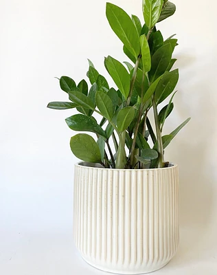 Leela Plant Pot