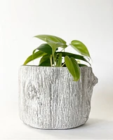 Alder Bark Plant Pot