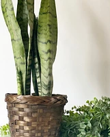 Marty Plant Basket