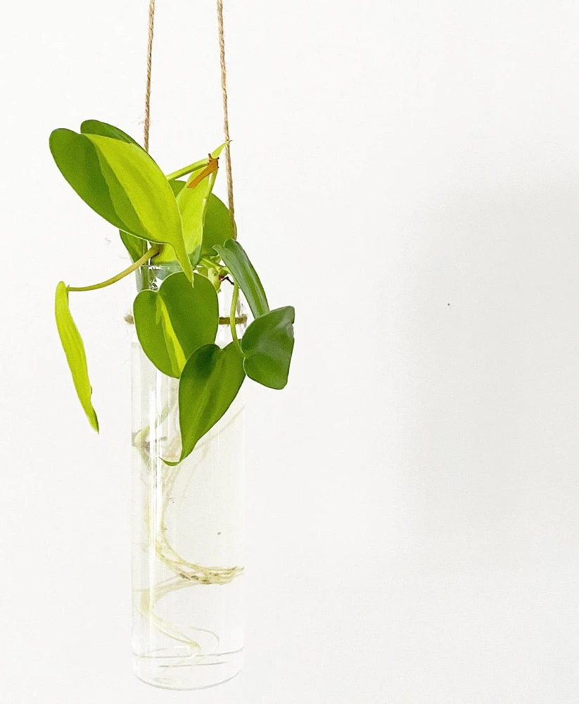 Hanging Propagation Vials