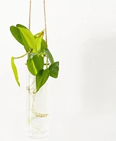 Hanging Propagation Vials