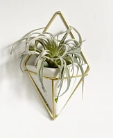 Faux Tillandsia Xerographica