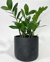 Anar Plant Pots