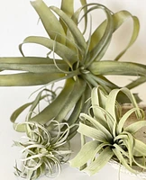 Faux Tillandsia Xerographica