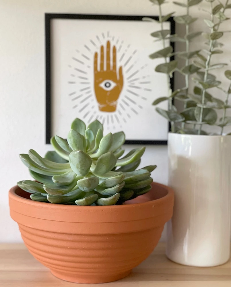 Terracotta Bowl Planter