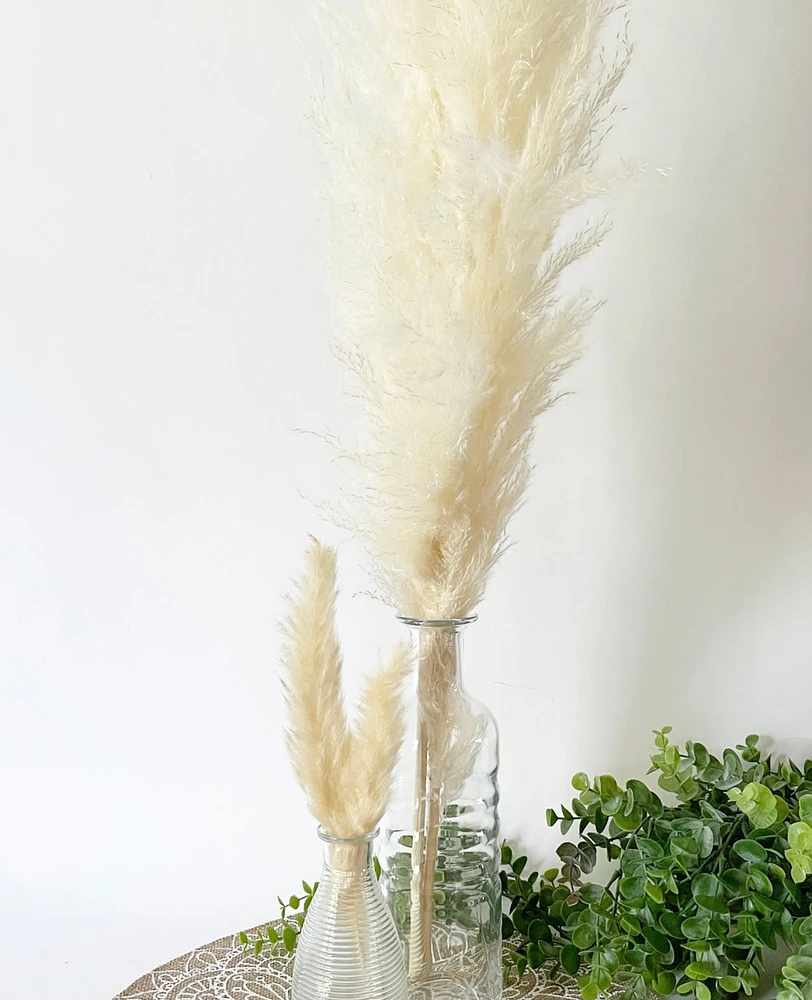 Natural Cream Pampas Grasses