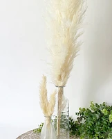 Natural Cream Pampas Grasses