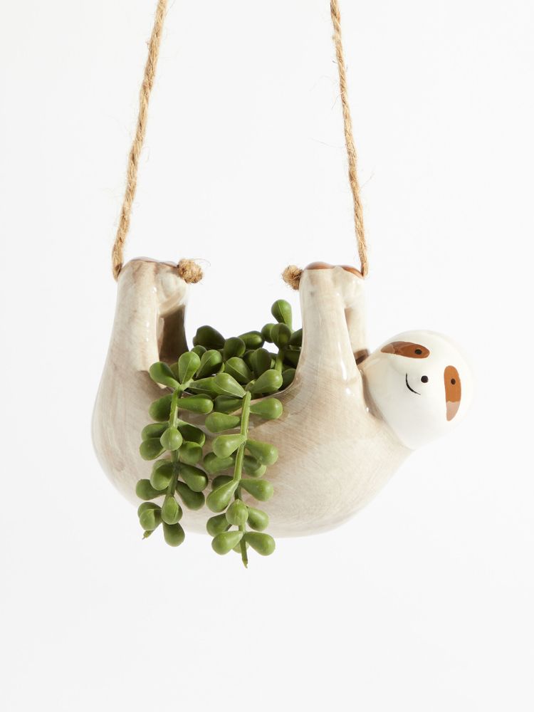 Hanging Sloth Succulent