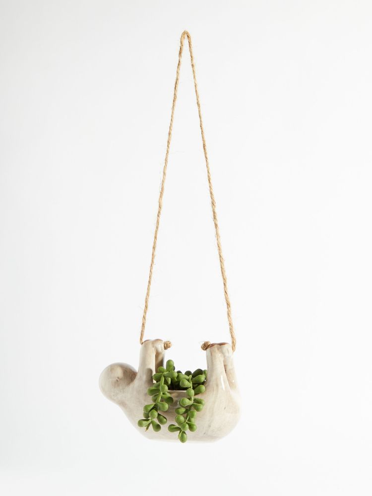 Hanging Sloth Succulent