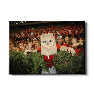  Dawgs | Georgia 24x16 Hairy In The Hedges Canvas | Alumni Hall