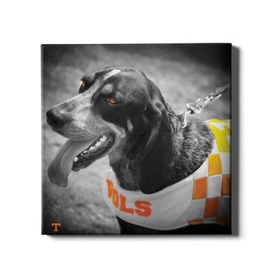  Vols | Tennessee 16in X 16in Smokey Canvas | Alumni Hall