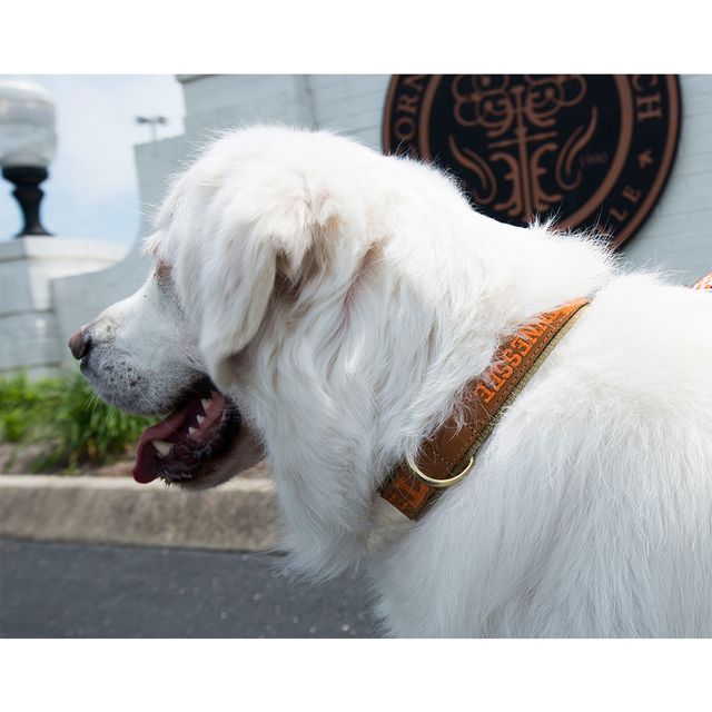 Tennessee Embroidered Leather Dog Collar