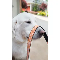  Vols - Tennessee Checkerboard Dog Leash - Alumni Hall