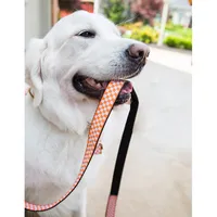  Vols - Tennessee Checkerboard Dog Leash - Alumni Hall