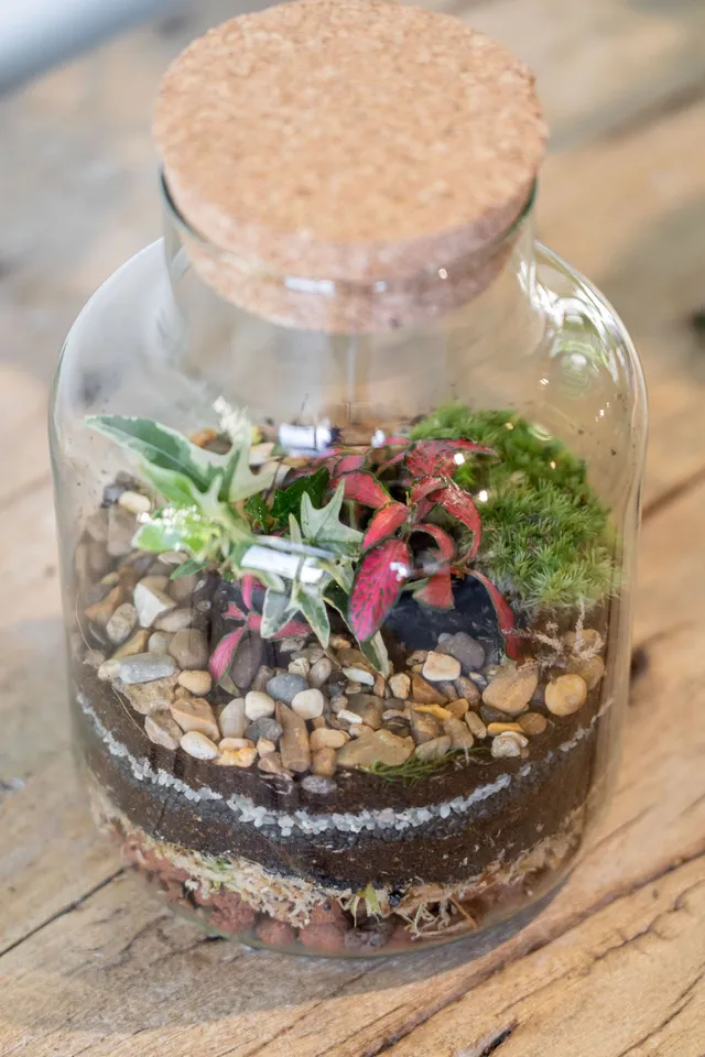 Botanicalboysuk Slim Cork jar terrarium kit