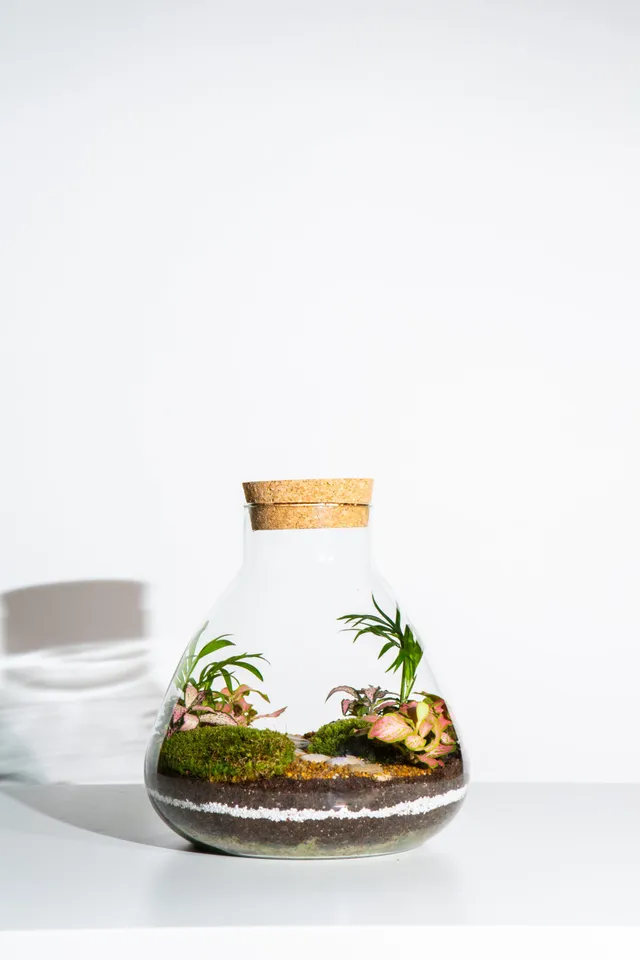 Botanicalboysuk Slim Cork jar terrarium kit