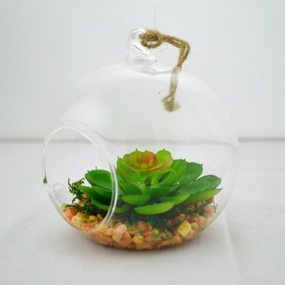 Petit terrarium boule Échévéria