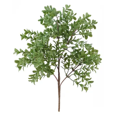 Bouquet of Green Boxwood – 14″