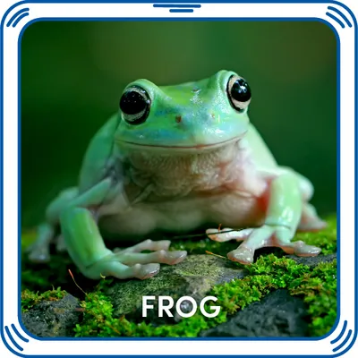 Frog Sound