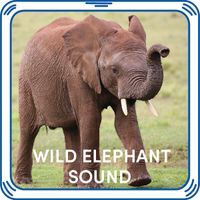 Wild Elephant Sound
