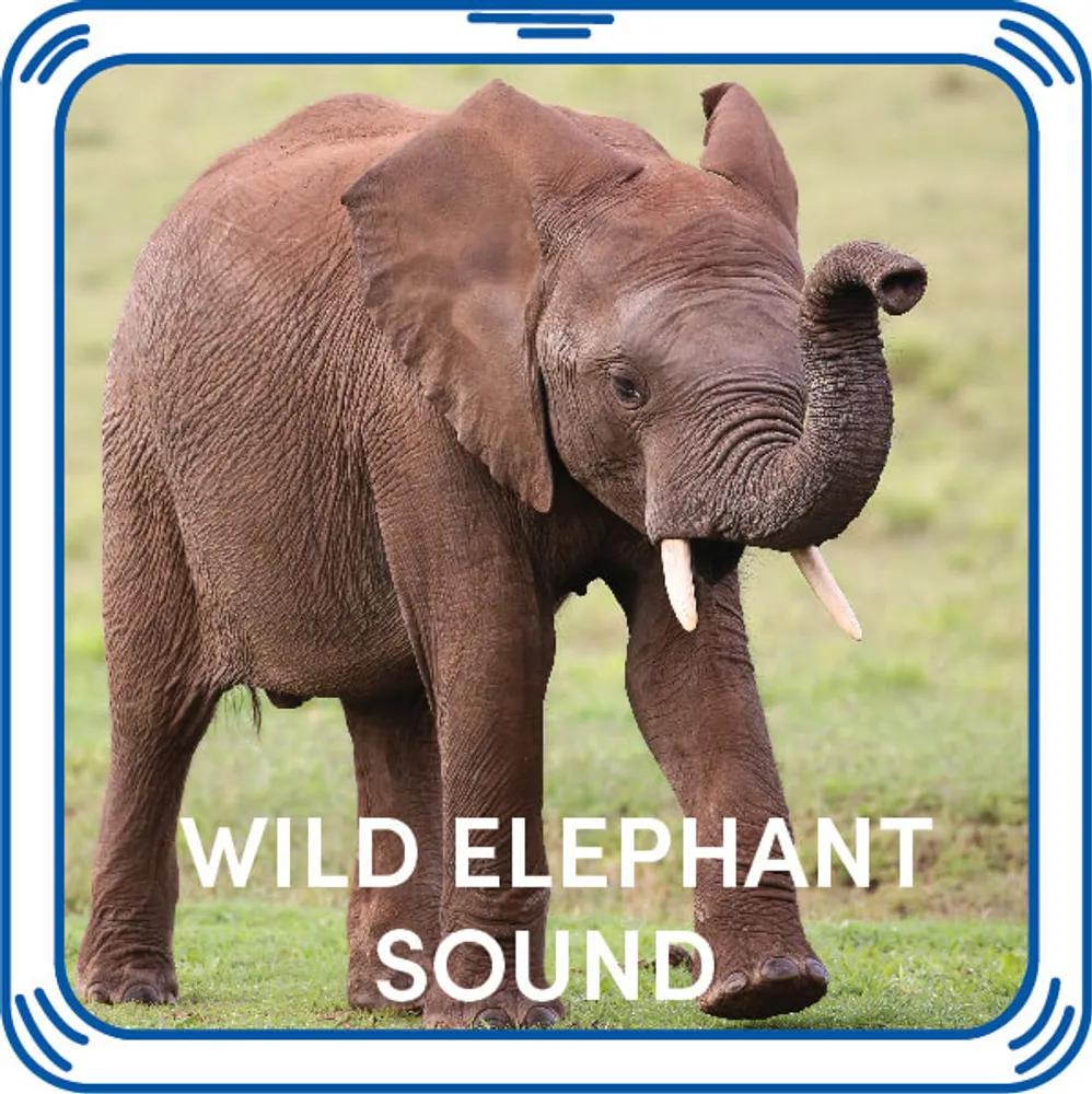 Wild Elephant Sound