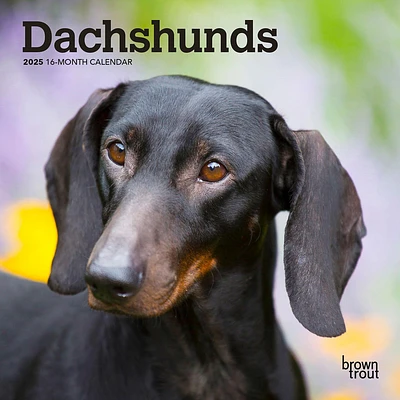 Dachshunds Mini 2025 Calendar - Online Exclusive