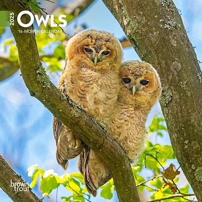 Owls Mini 2025 Calendar - Online Exclusive