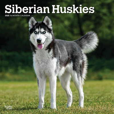 Siberian Huskies Wall 2025 Calendar