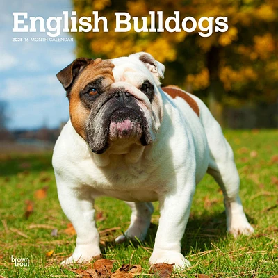 Bulldogs English Wall 2025 Calendar