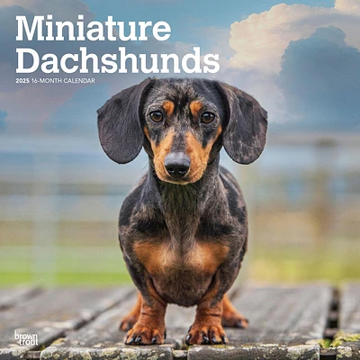 Dachshunds Miniature Wall 2025 Calendar