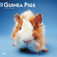 Guinea Pigs Wall 2025 Calendar