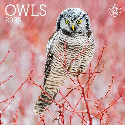 Owls Mini 2025 Calendar