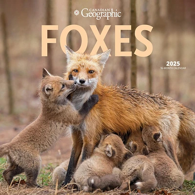 Foxes Canadian Geographic Wall 2025 Calendar - Online Exclusive