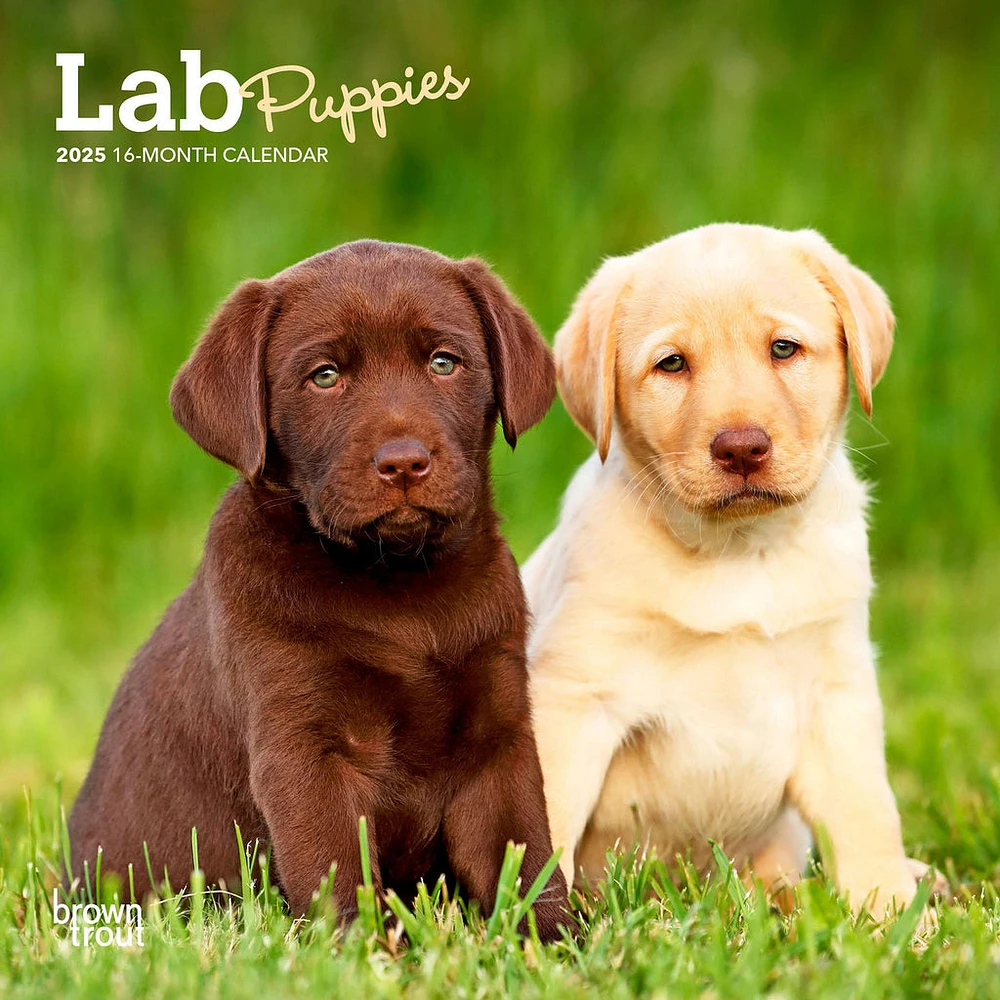 Lab Puppies Mini 2025 Calendar