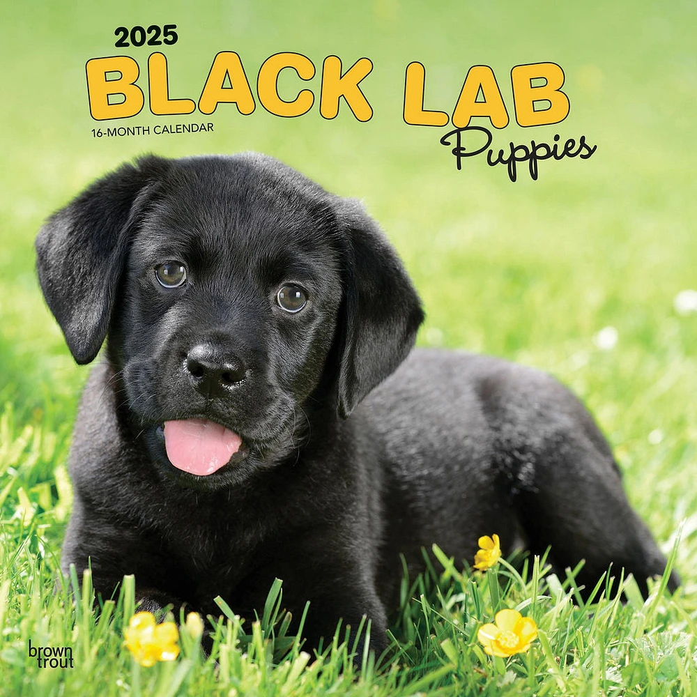 Lab Black Puppies Wall 2025 Calendar