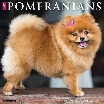 Just Pomeranians Wall 2025 Calendar