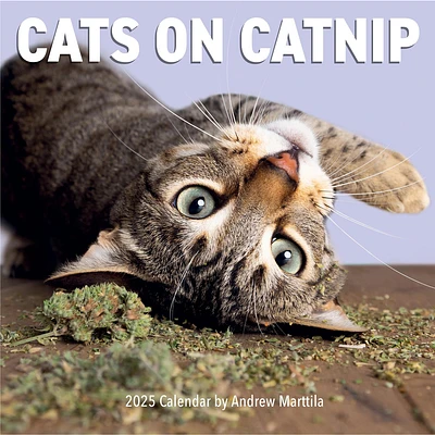 Cats On Catnip Wall 2025 Calendar