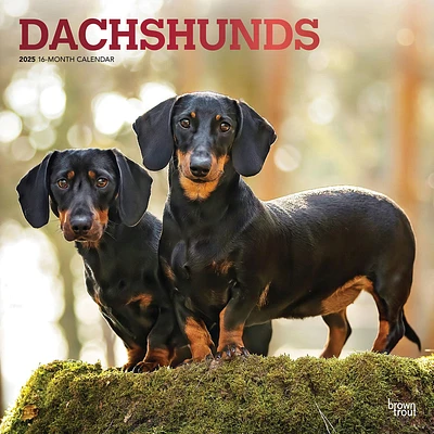 Dachshunds Wall 2025 Calendar